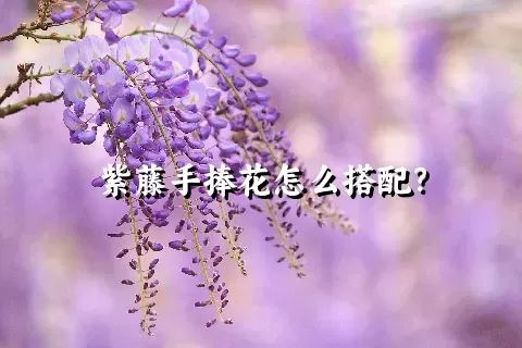 紫藤手捧花怎么搭配？