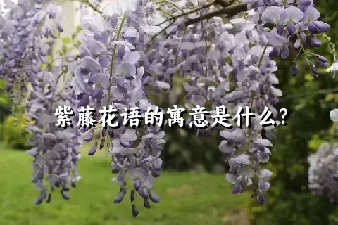 紫藤花语的寓意是什么？