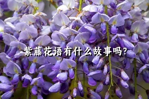 紫藤花语有什么故事吗？