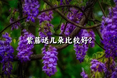 紫藤送几朵比较好？