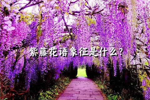 紫藤花语象征是什么？