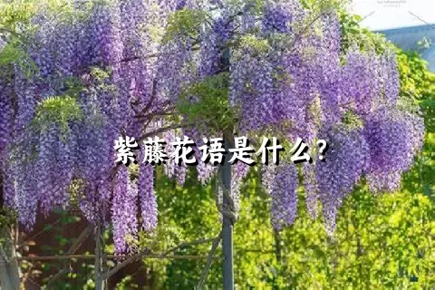 紫藤花语是什么？