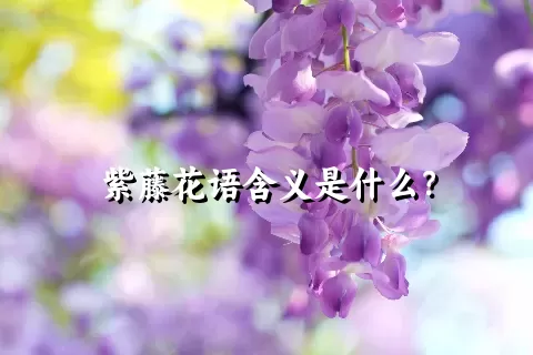 紫藤花语含义是什么？