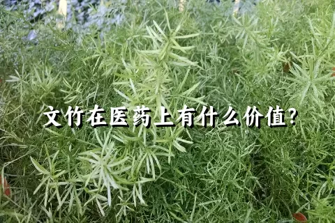 文竹在医药上有什么价值？