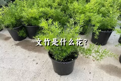 文竹是什么花？