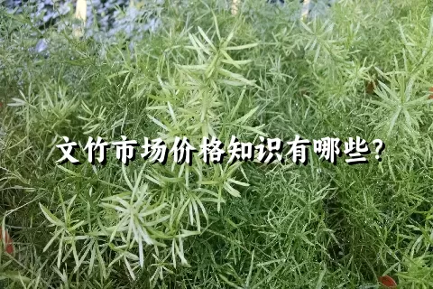 文竹市场价格知识有哪些？