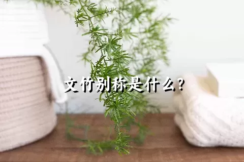 文竹别称是什么？