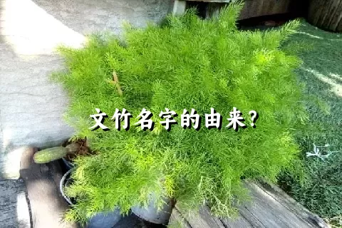 文竹名字的由来？