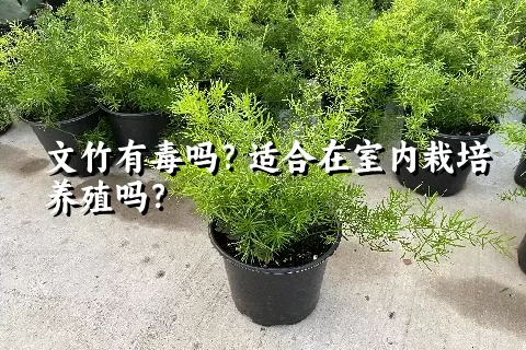 文竹有毒吗？适合在室内栽培养殖吗？