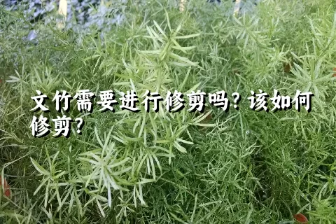 文竹需要进行修剪吗？该如何修剪？