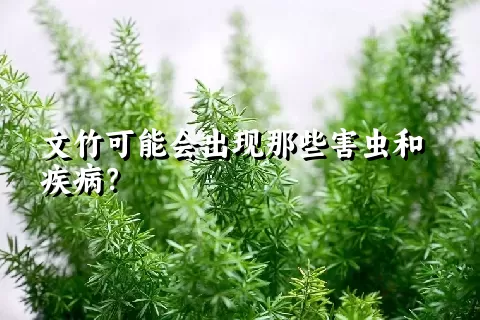 文竹可能会出现那些害虫和疾病？