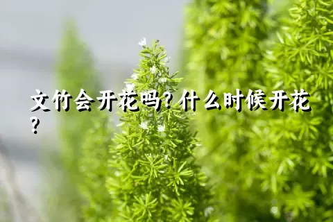 文竹会开花吗？什么时候开花？