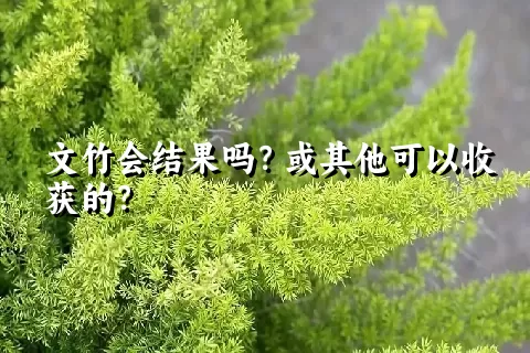 文竹会结果吗？或其他可以收获的？