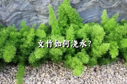 文竹如何浇水？