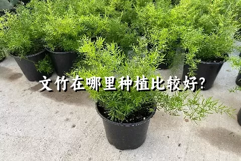 文竹在哪里种植比较好？