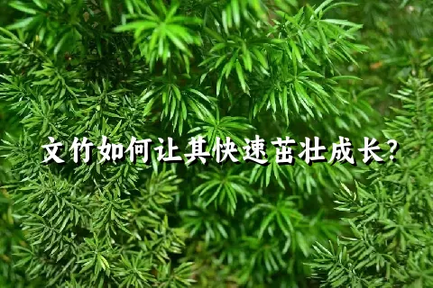 文竹如何让其快速茁壮成长？