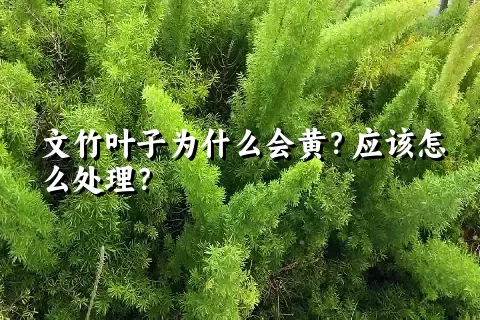 文竹叶子为什么会黄？应该怎么处理？