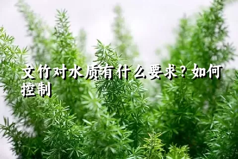 文竹对水质有什么要求？如何控制