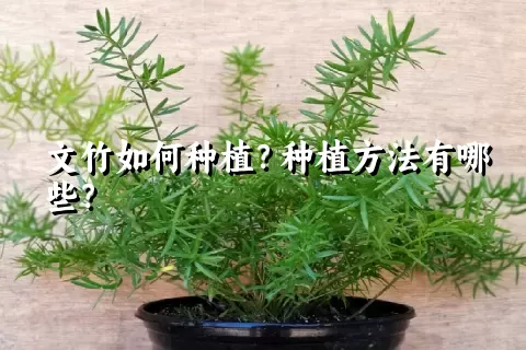 文竹如何种植？种植方法有哪些？