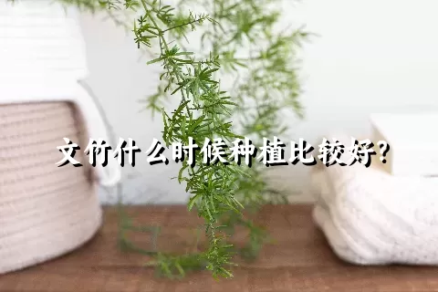 文竹什么时候种植比较好？