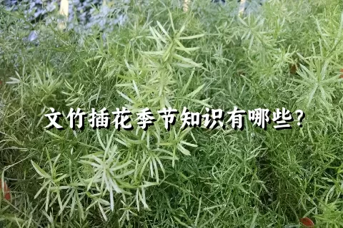 文竹插花季节知识有哪些？