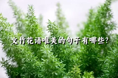 文竹花语唯美的句子有哪些？