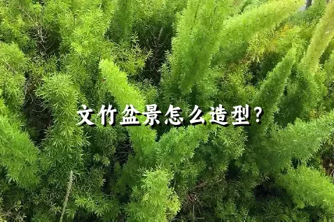 文竹盆景怎么造型？