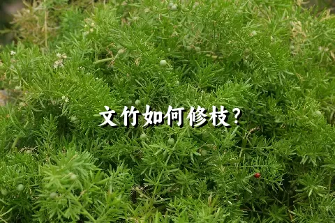 文竹如何修枝？