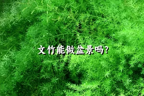 文竹能做盆景吗？