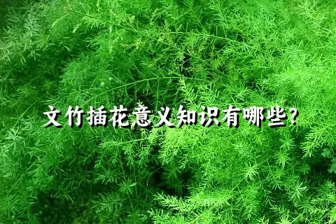 文竹插花意义知识有哪些？