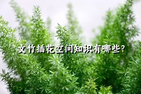 文竹插花空间知识有哪些？