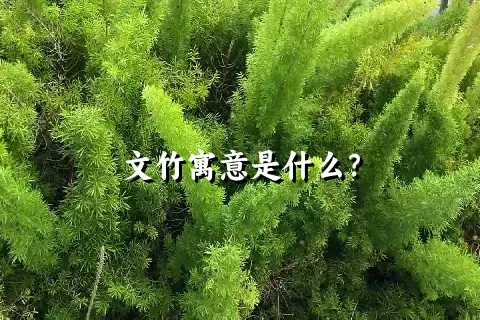 文竹寓意是什么？