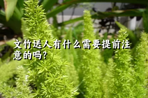 文竹送人有什么需要提前注意的吗？