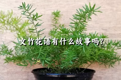 文竹花语有什么故事吗？