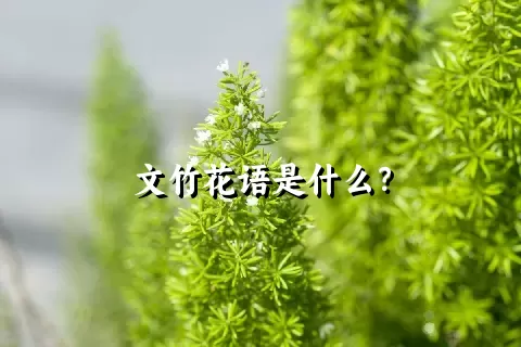 文竹花语是什么？