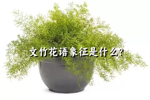 文竹花语象征是什么？