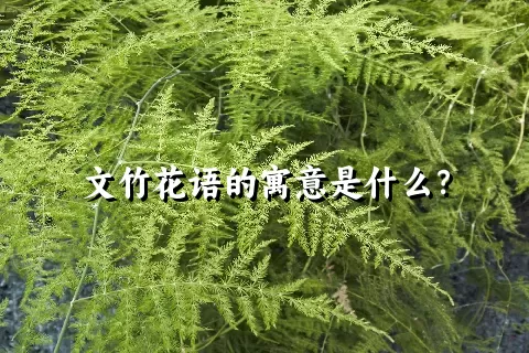 文竹花语的寓意是什么？