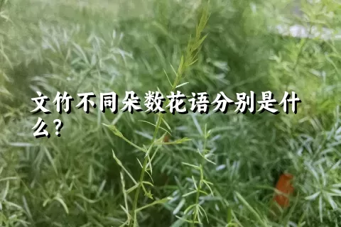 文竹不同朵数花语分别是什么？