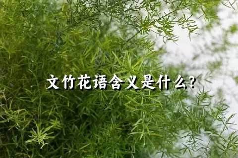 文竹花语含义是什么？