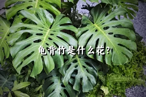 龟背竹是什么花？