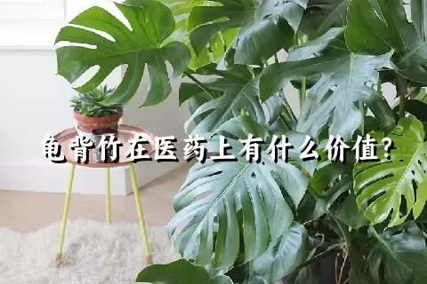 龟背竹在医药上有什么价值？