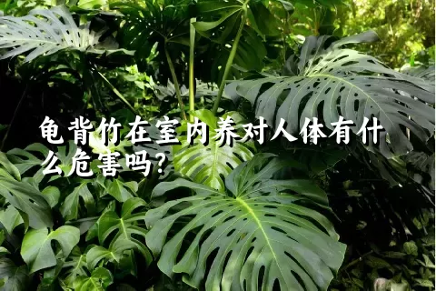 龟背竹在室内养对人体有什么危害吗？