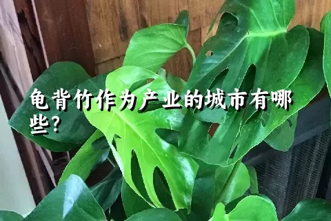 龟背竹作为产业的城市有哪些？