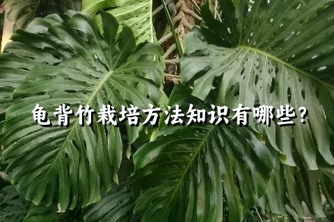 龟背竹栽培方法知识有哪些？