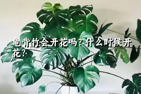 龟背竹会开花吗？什么时候开花？