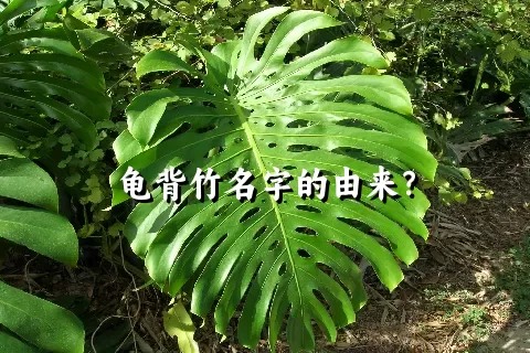 龟背竹名字的由来？