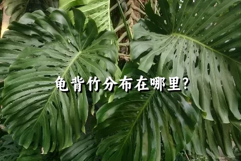 龟背竹分布在哪里?