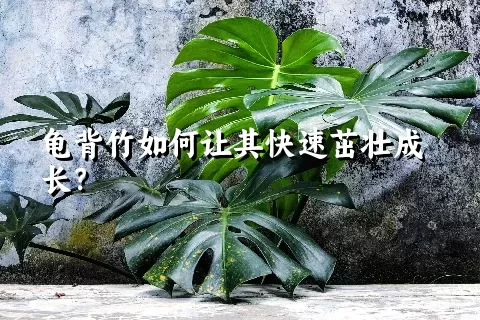 龟背竹如何让其快速茁壮成长？