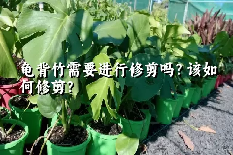 龟背竹需要进行修剪吗？该如何修剪？