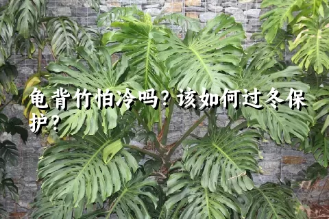 龟背竹怕冷吗？该如何过冬保护？